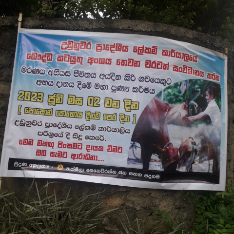 කිරි ගවයන් සදහා අභයදානය දීම
