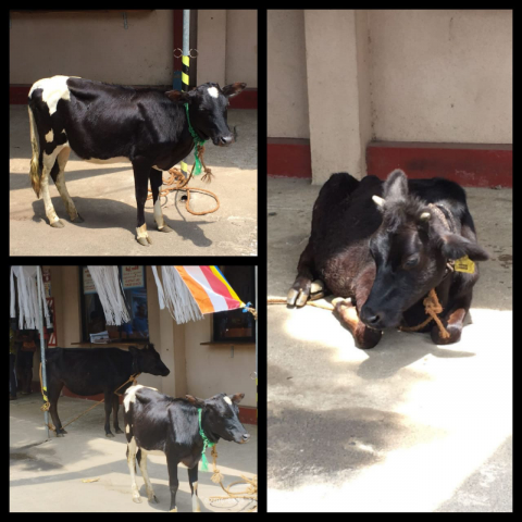 කිරි ගවයන් සදහා අභයදානය දීම