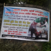 කිරි ගවයන් සදහා අභයදානය දීම - Release_Cow